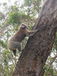 koala paws claws